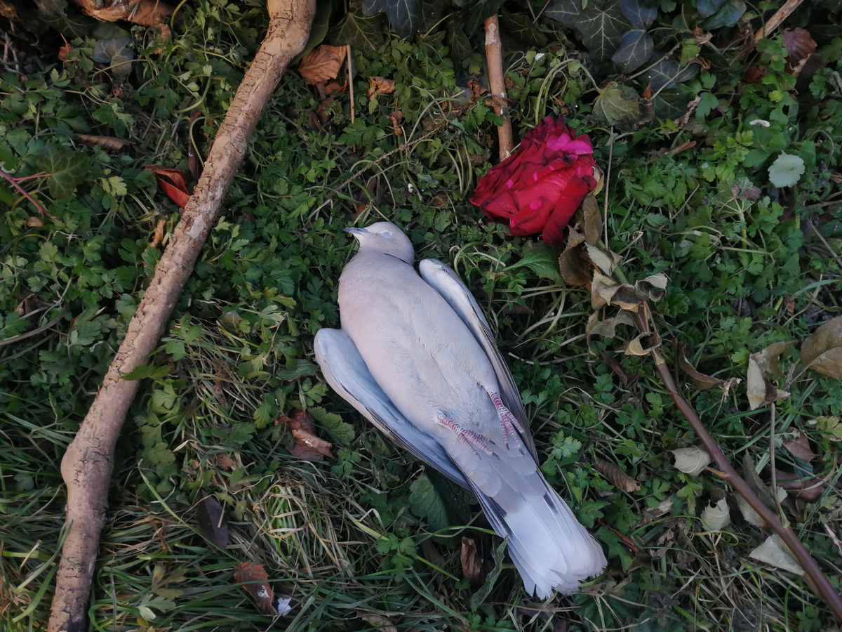 Guys can we PLEASE start using the dead dove tag correctly