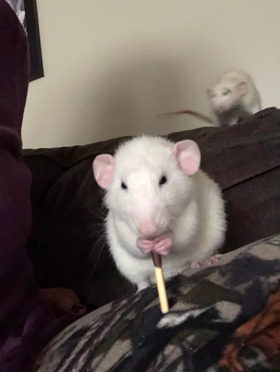 A picture of a cute rat/cute rats - Cause cute rats are cute<3