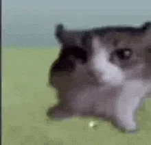 please help me! (very important)
