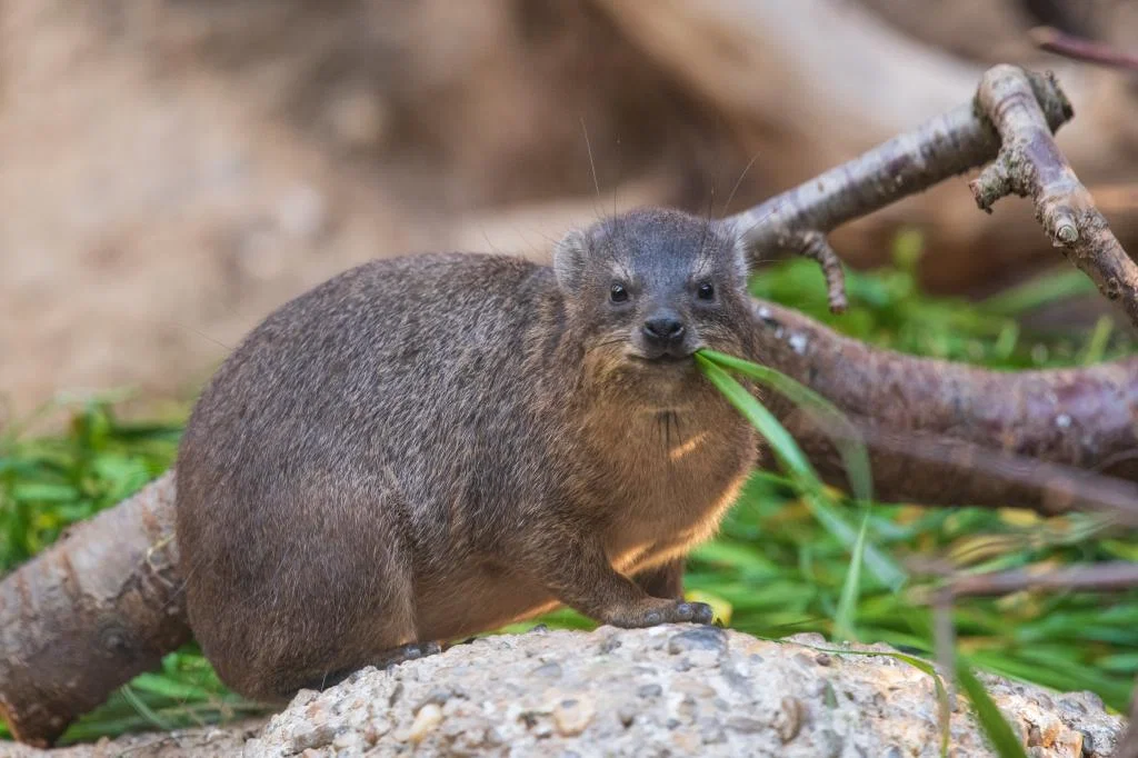 Hyrax