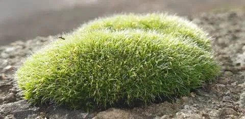Moss eating simulator | (I got sad because the original got deleted, ok?)