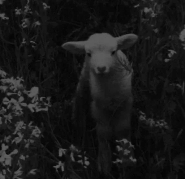 the lamb