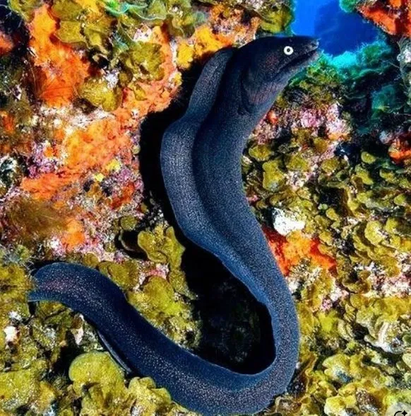 Jade Leech