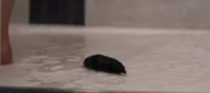 Alien parasite 