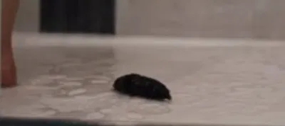 Alien parasite 