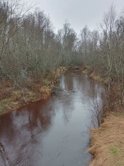 THE RED NARVA