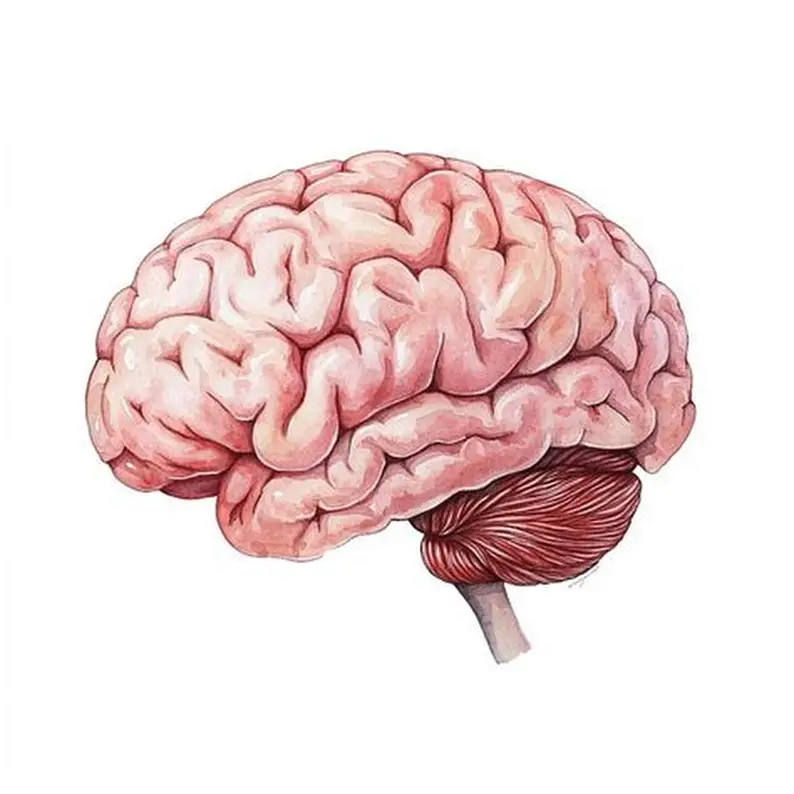 Your Brain