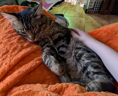 Cat - Bitty POV