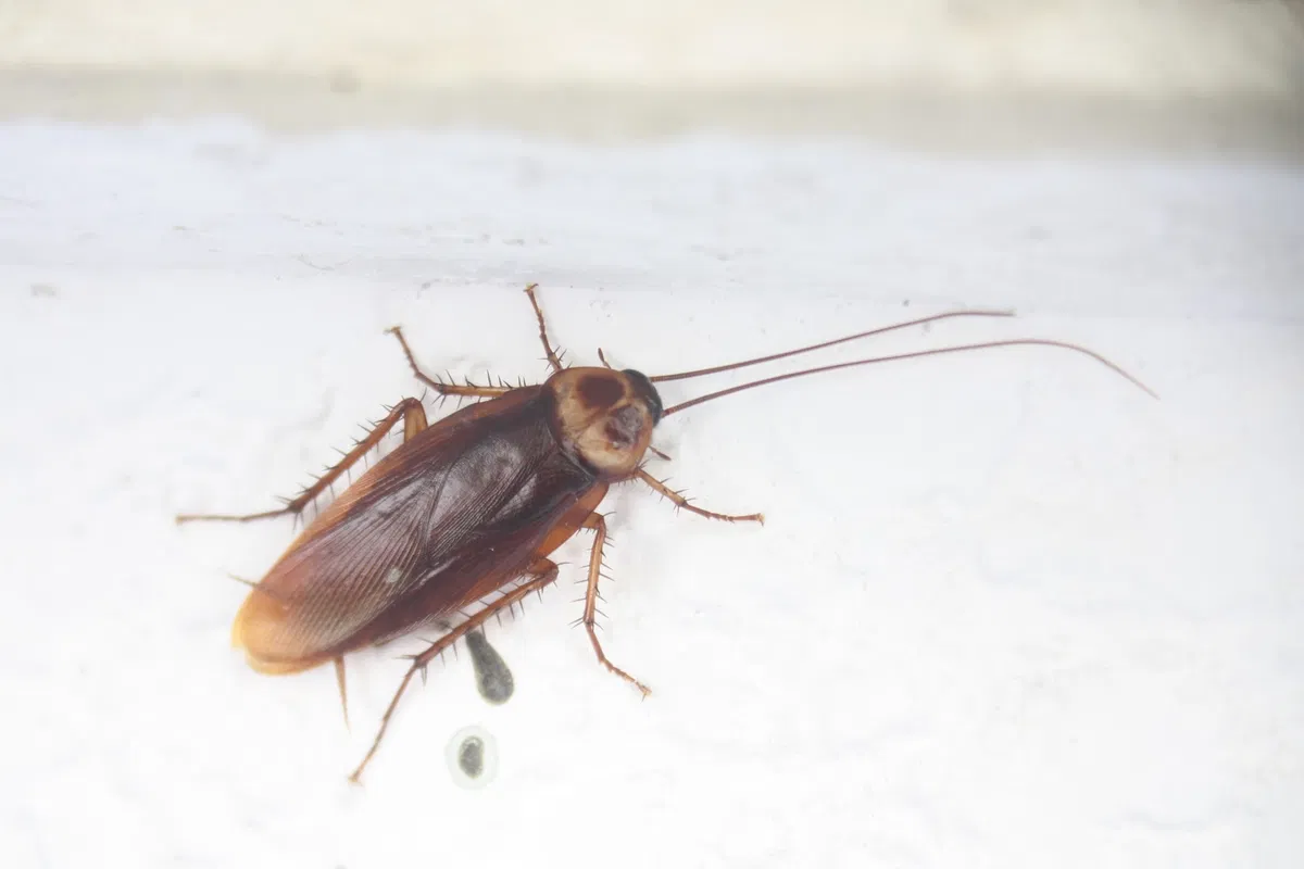 Cockroach at Your University