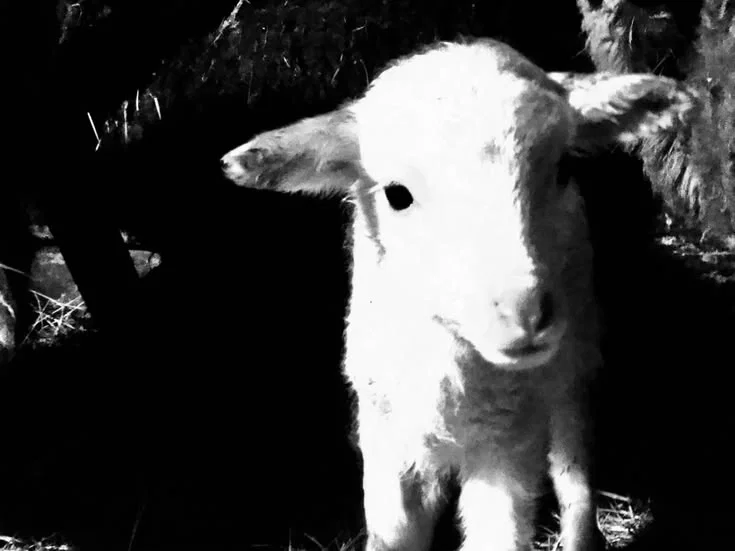 Blanca • the sheep who speaks