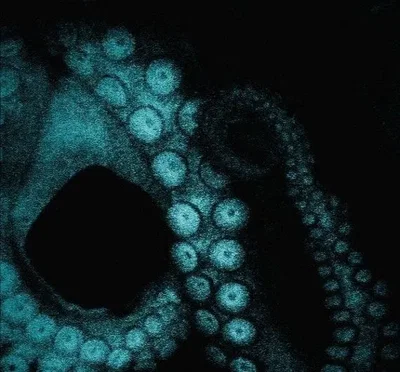 Tentacles