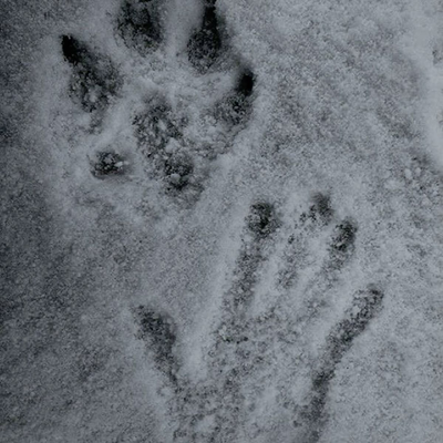Werewolf Rowan