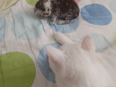 Kitty.