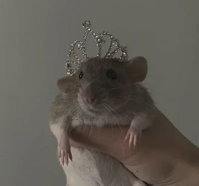Pip the rat