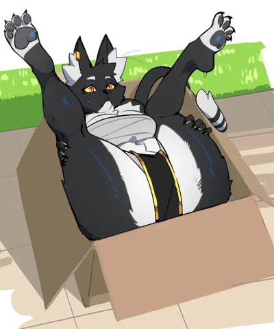 Bacardi || Goddess cat on a box