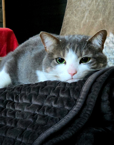 CONTEST WINNERS (and a picture of my cat)