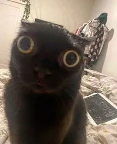 Bot Requesting!