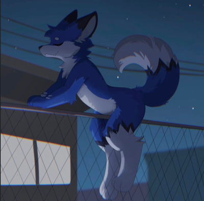 A fox hopping YOUR fence?!