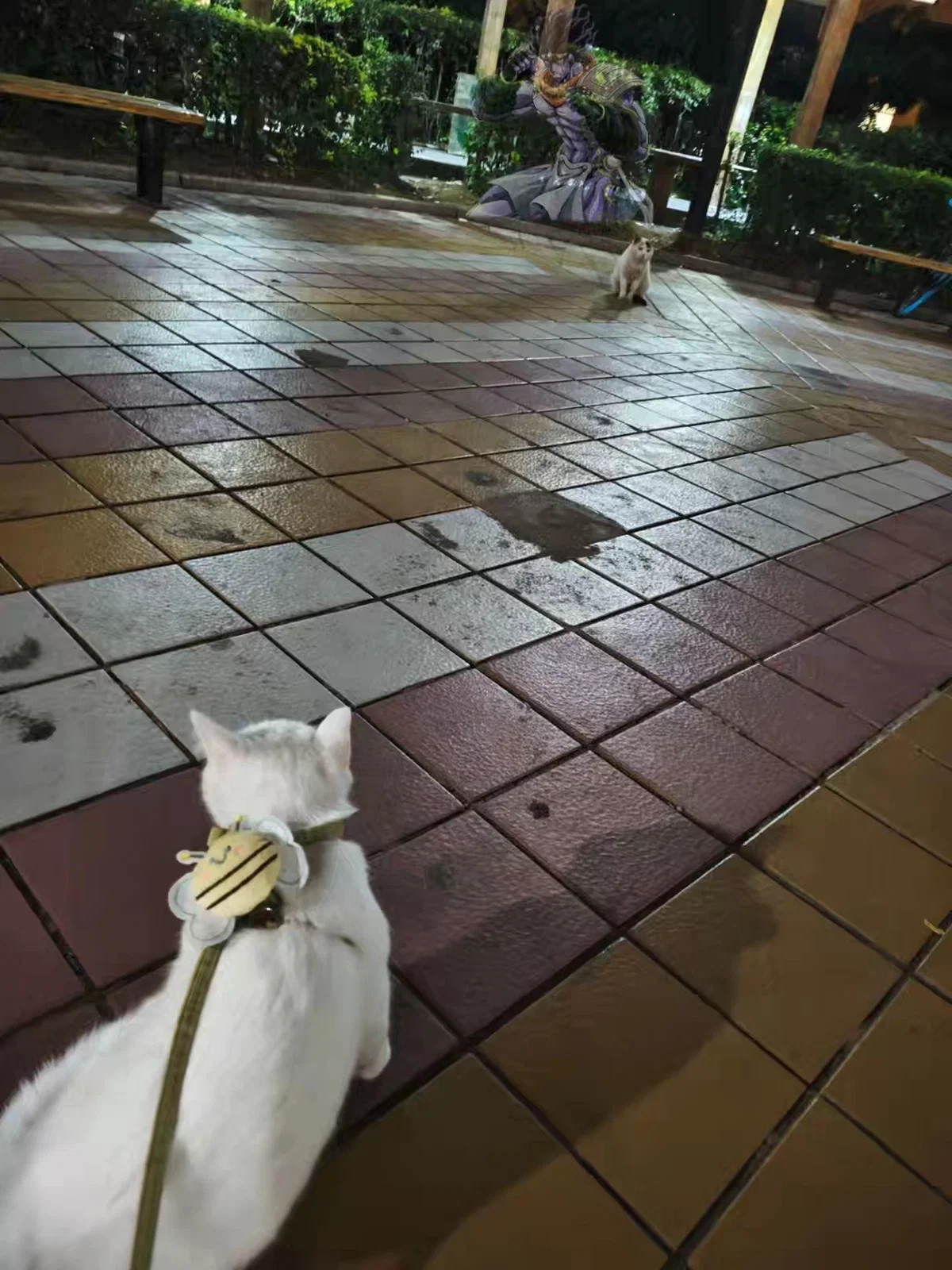 Kitty!