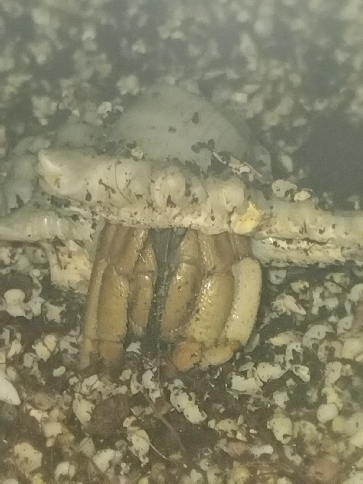 I saw my crabs new shell ❤️
