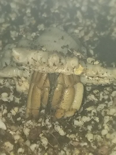 I saw my crabs new shell ❤️