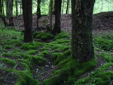 Moss.