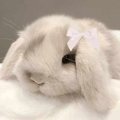 ᰔ Bunnyboo ও