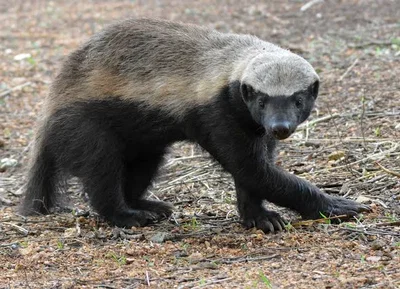 500 angry honey badgers