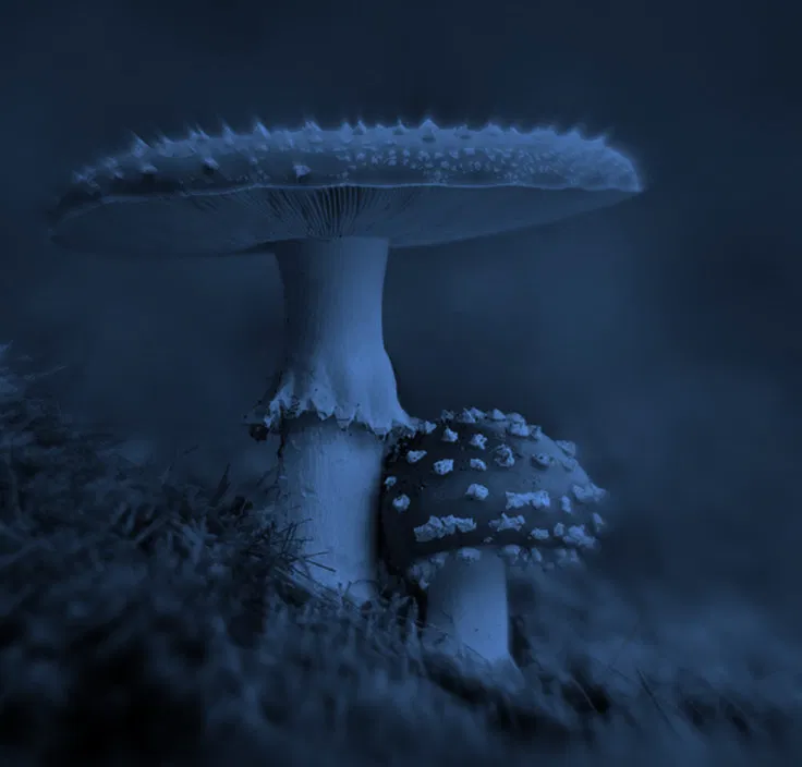 Me and You are Mushrooms