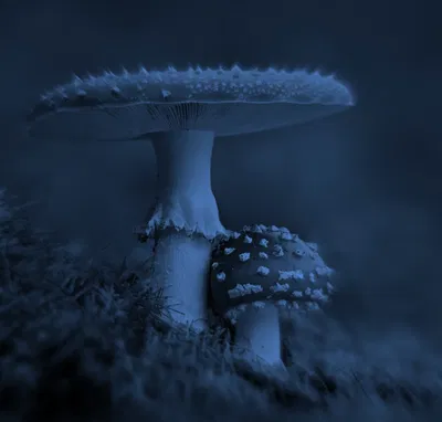 Me and You are Mushrooms