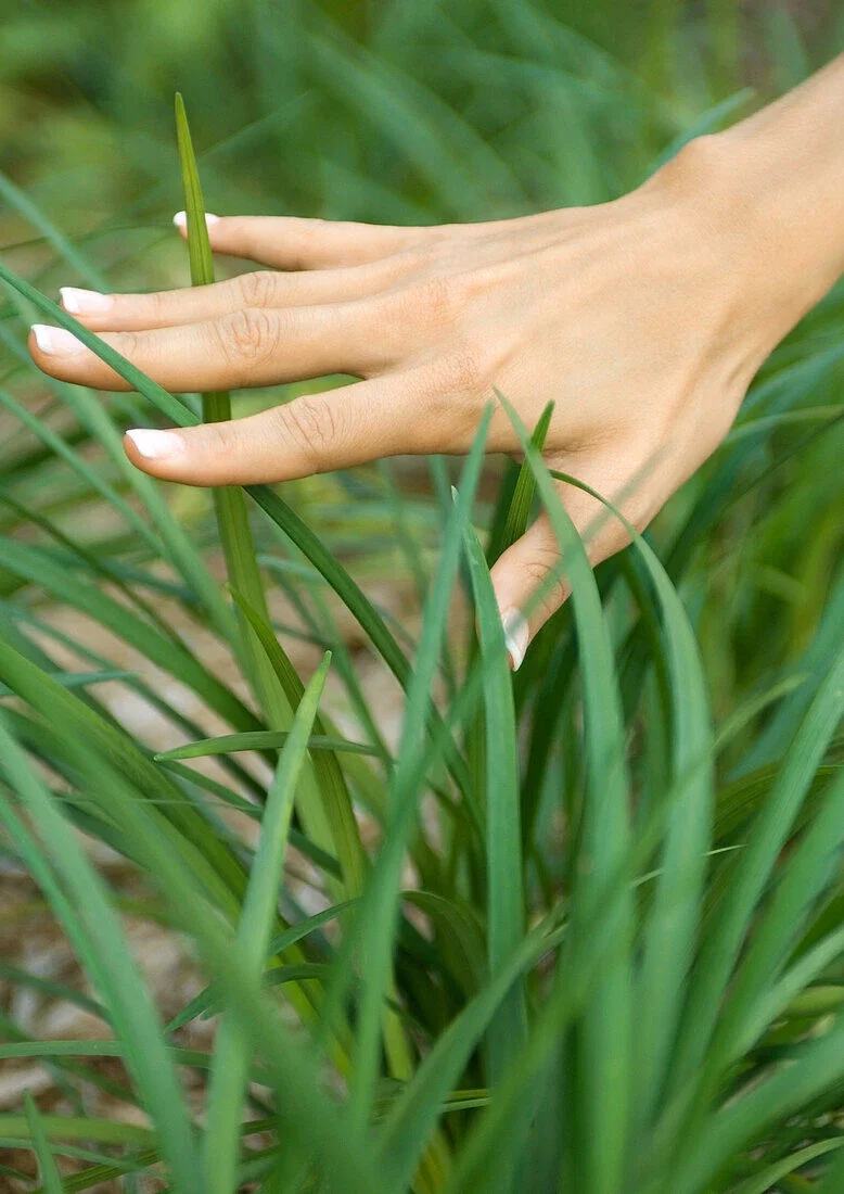 Grass (Touch it~) 