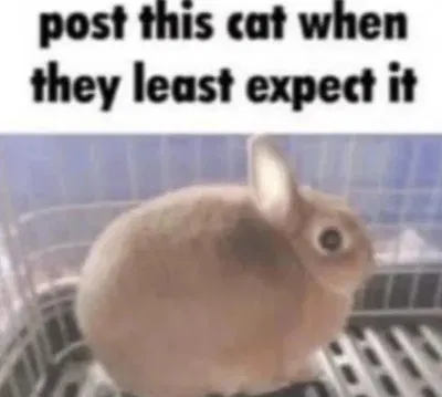 I have an idea
