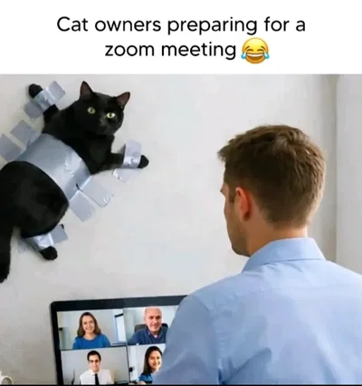 Zoom Meeting Cat Chaos | Clingy Black Cat vs Promotion Day