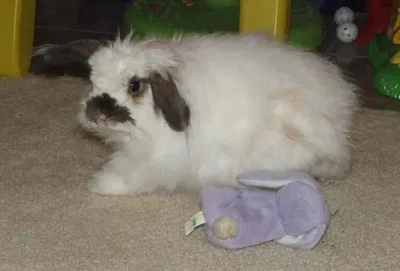 bunny.
