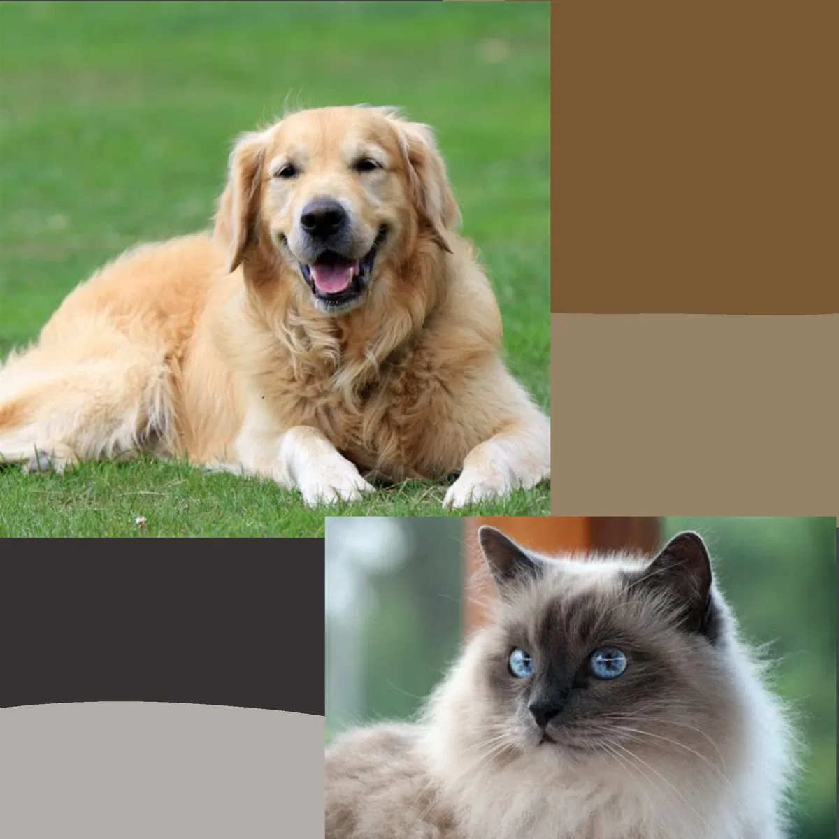 Your two loving pets/companions