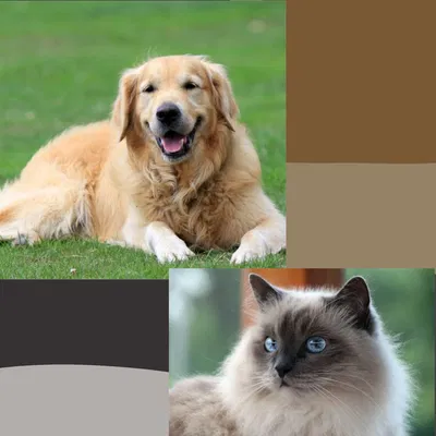 Your two loving pets/companions