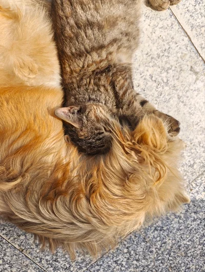 Kittens and puppies sleep together.