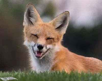 RED FOX