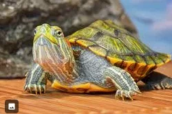 Derble, Berble's cousin 