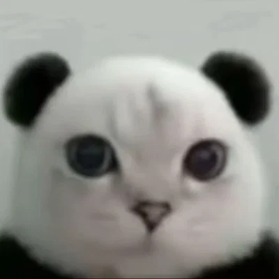 Not a bot