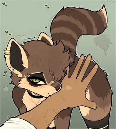 Zoey female raccoon