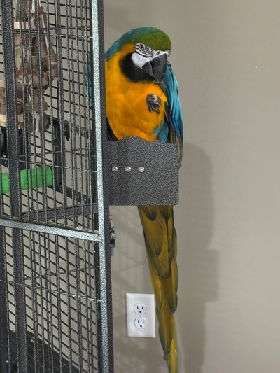 I’m parrot-sitting