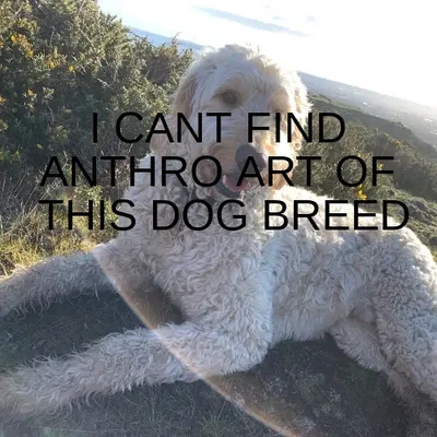 kevin the anthro goldendoodle!