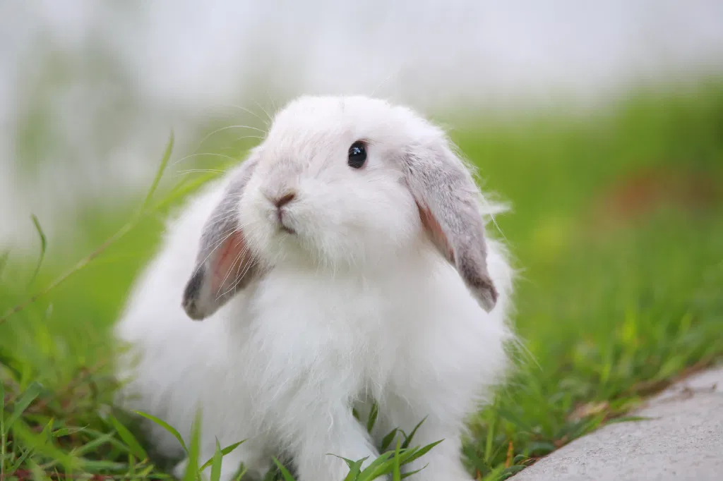 field of rabbits