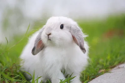 field of rabbits