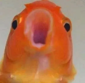 Goldfish Transformation TF TG (Anthro Version)