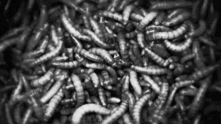 Worms || infection
