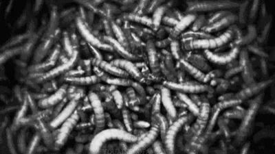 Worms || infection