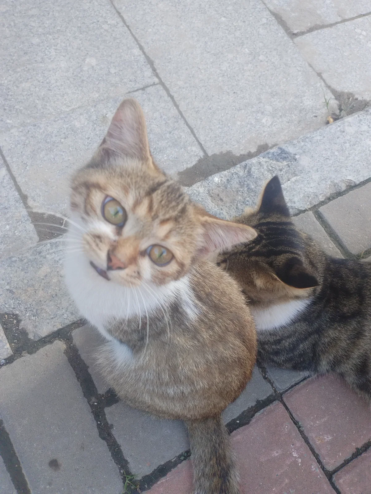 Two kittens
