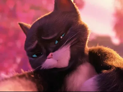 Kitty Softpaws